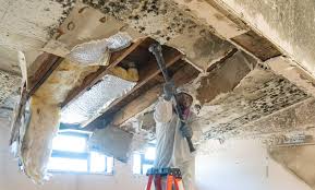 Why You Should Choose Our Mold Remediation Services in Brilliant, AL